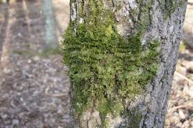 Attēlu rezultāti vaicājumam “Neckera pennata”