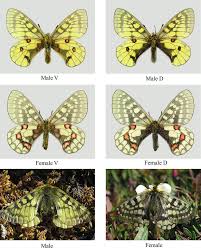 Attēlu rezultāti vaicājumam “Clossiana selene upperside”