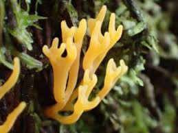 Attēlu rezultāti vaicājumam “Ramariopsis crocea”