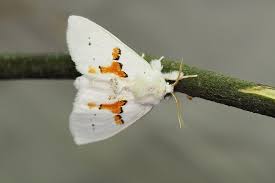 Attēlu rezultāti vaicājumam “Leucodonta bicoloria imago”