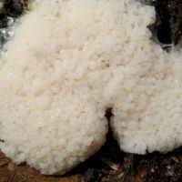 Attēlu rezultāti vaicājumam “Symphytocarpus impexus”