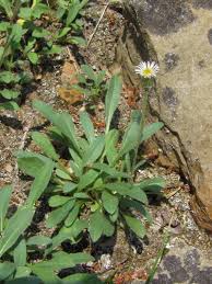 Attēlu rezultāti vaicājumam “Erigeron acris flower”