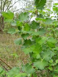 Attēlu rezultāti vaicājumam “Ribes uva-crispa leaf”