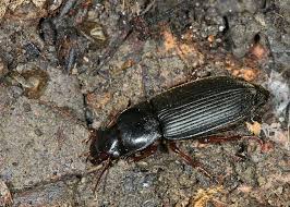 Attēlu rezultāti vaicājumam “Harpalus sp.”