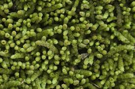 Attēlu rezultāti vaicājumam “Myurella julacea”