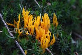 Attēlu rezultāti vaicājumam “Calocera viscosa”