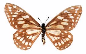 Attēlu rezultāti vaicājumam “Boloria eunomia upperside”