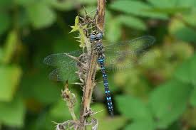 Attēlu rezultāti vaicājumam “Aeshna mixta”