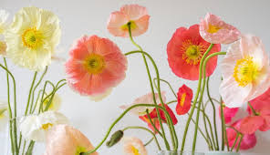 Image result for Papaver nudicaule