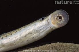 Attēlu rezultāti vaicājumam “Lampetra planeri”