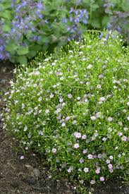 Attēlu rezultāti vaicājumam “Gypsophila muralis”