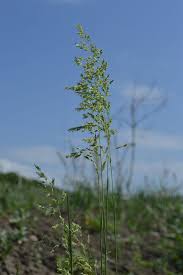 Attēlu rezultāti vaicājumam “Poa angustifolia”