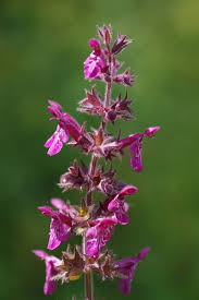 Attēlu rezultāti vaicājumam “Stachys sylvatica”