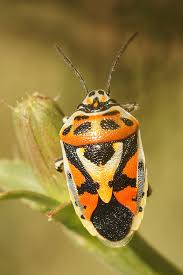 Attēlu rezultāti vaicājumam “Eurydema dominulus imago”