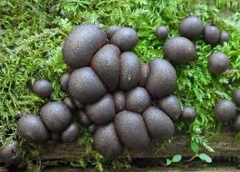 Attēlu rezultāti vaicājumam “Lycogala roseosporum macro”