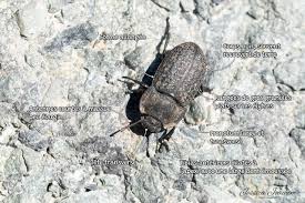 Attēlu rezultāti vaicājumam “Opatrum sabulosum”