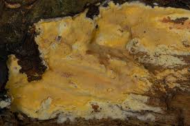 Attēlu rezultāti vaicājumam “Ceriporia”