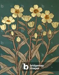 Attēlu rezultāti vaicājumam “Ranunculus lingua leaf”