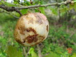 Attēlu rezultāti vaicājumam “Biorhiza pallida”