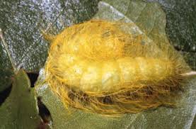 Attēlu rezultāti vaicājumam “Acronicta leporina larva”