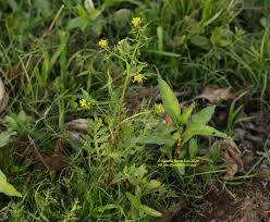 Attēlu rezultāti vaicājumam “Rorippa palustris fruit”