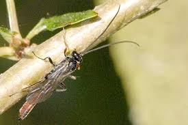 Attēlu rezultāti vaicājumam “Hydria undulata”