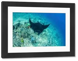 Image result for Mobula alfredi