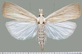 Attēlu rezultāti vaicājumam “Calamotropha paludella”