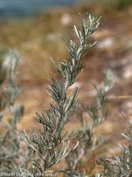 Attēlu rezultāti vaicājumam “Artemisia campestris bud”
