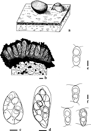 Attēlu rezultāti vaicājumam “Vouauxiomyces santessonii”