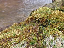 Attēlu rezultāti vaicājumam “Sciuro-hypnum curtum sporophyte”