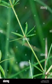 Attēlu rezultāti vaicājumam “Galium uliginosum”