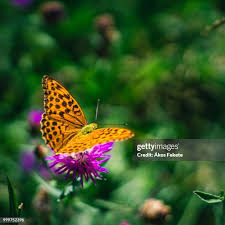 Attēlu rezultāti vaicājumam “Argynnis laodice female”