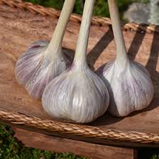 Attēlu rezultāti vaicājumam “Allium sativum fruit”