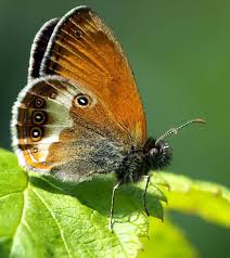 Attēlu rezultāti vaicājumam “Coenonympha arcania underside”