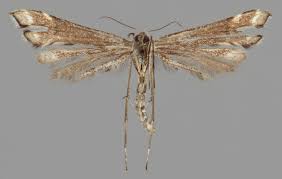 Attēlu rezultāti vaicājumam “Platyptilia tesseradactyla”