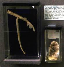 Attēlu rezultāti vaicājumam “Hirudinea”