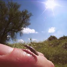 Attēlu rezultāti vaicājumam “Athous sp.”