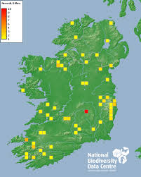 Attēlu rezultāti vaicājumam “Arctophila superbiens”