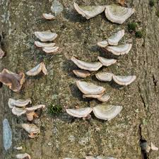Attēlu rezultāti vaicājumam “Polypores”