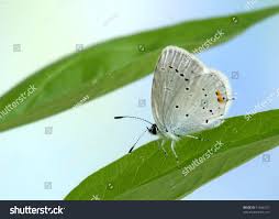 Attēlu rezultāti vaicājumam “Everes argiades male”