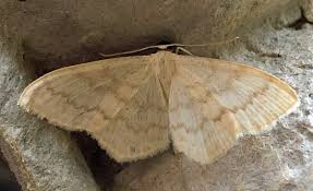 Attēlu rezultāti vaicājumam “Scopula floslactata”