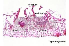 Attēlu rezultāti vaicājumam “Phragmidium sp.”