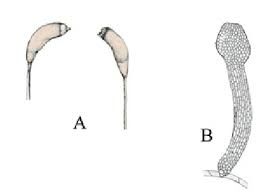 Attēlu rezultāti vaicājumam “Herzogiella seligeri sporophyte”