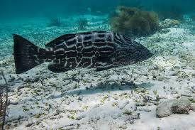 Image result for Mycteroperca bonaci