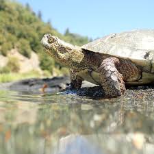 Attēlu rezultāti vaicājumam “Tortula lingulata macro”