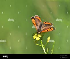 Attēlu rezultāti vaicājumam “Lycaena phlaeas female”