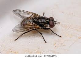 Attēlu rezultāti vaicājumam “Muscidae”