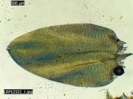 Attēlu rezultāti vaicājumam “Calliergonella cuspidata”