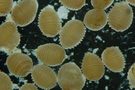 Attēlu rezultāti vaicājumam “Chara tomentosa”